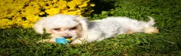 Maltese dogs for sale: Mason 🦴 - Ad 7