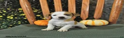 Jack Russell Terrier dogs for sale: Fletcher - Ad 1