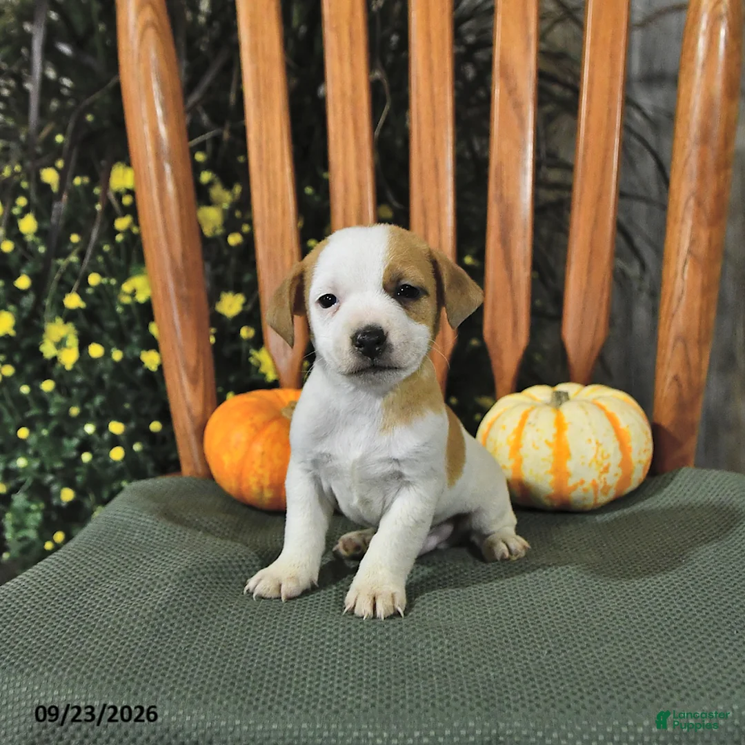 Jack Russell Terrier dogs for sale: Fletcher - Ad 1