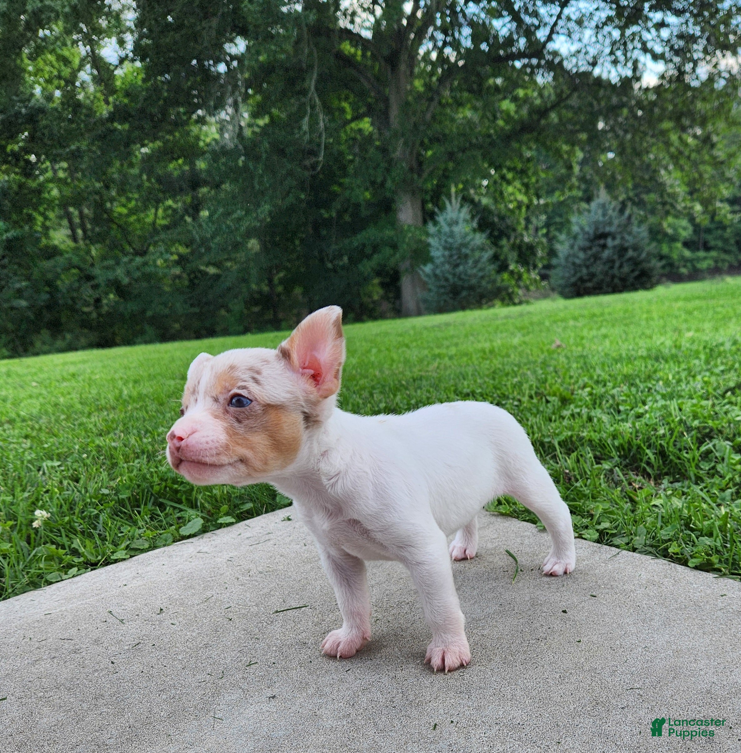 Mixed Breed dogs Susie  - Ad 2