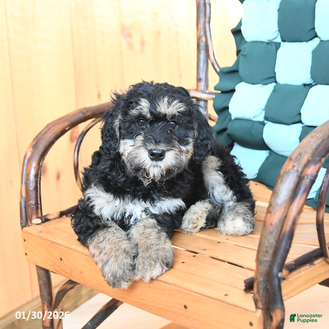 Mini Bernedoodle dogs for sale: Willow - Ad 2