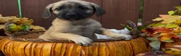 Mixed Breed dogs for sale: Mixed Breed 2 - Ad 8
