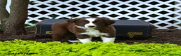 Border Collie dogs for sale: Libby - Ad 1