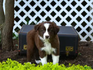 Border Collie dogs for sale: Laddie - Ad 2