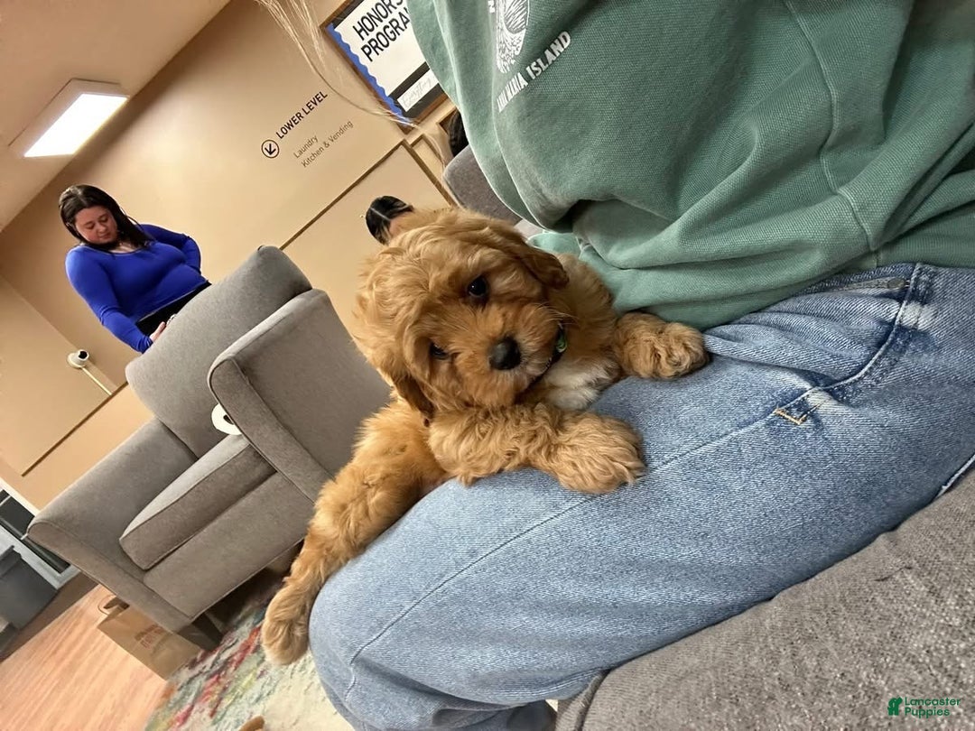 Cavapoo dogs for sale: Alvin - Ad 3