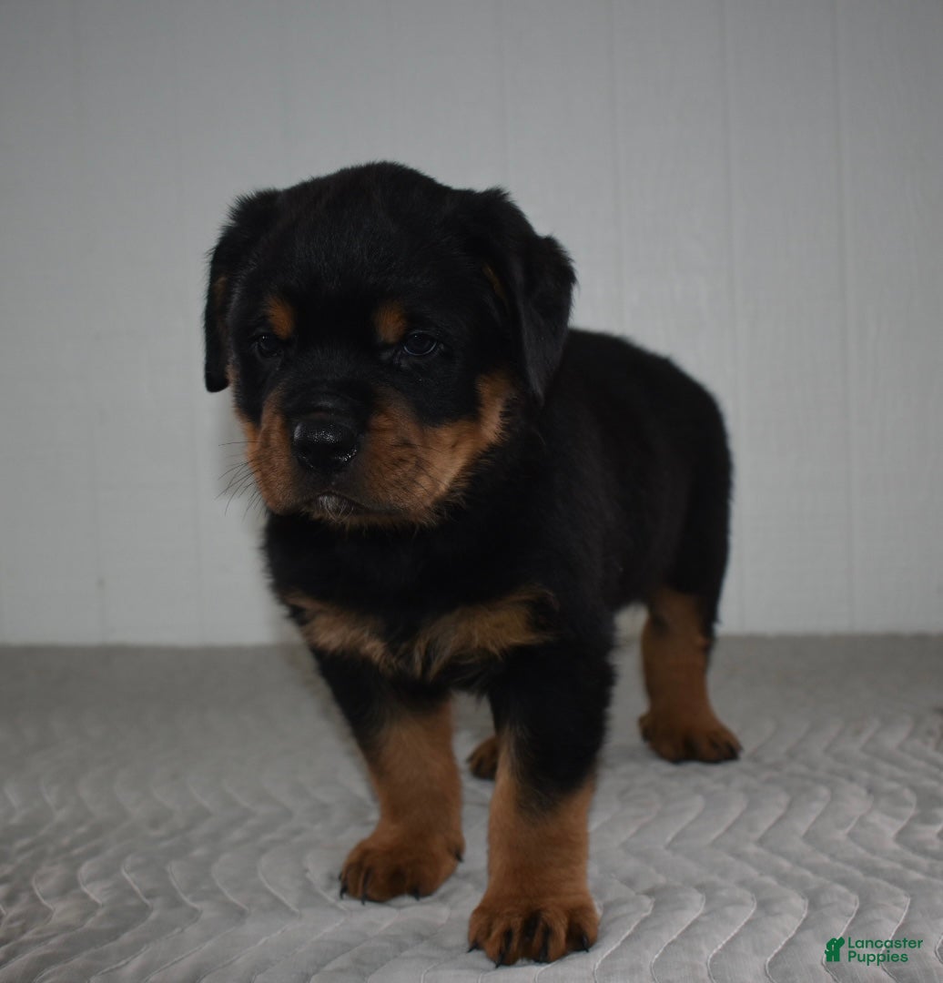 Rottweiler dogs Riley - Ad 2