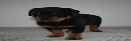 Rottweiler dogs for sale: Riley - Ad 1