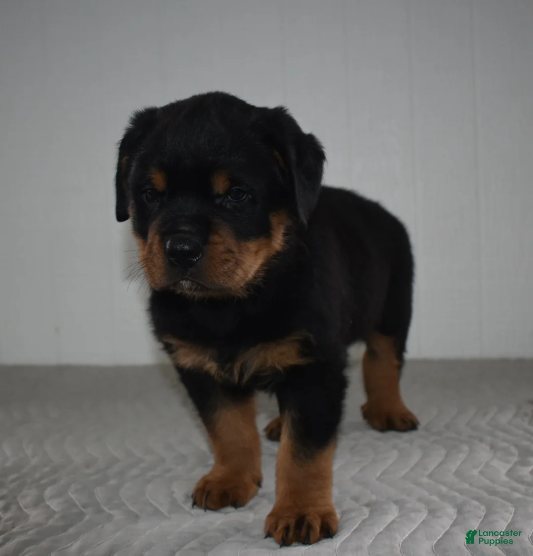 Rottweiler dogs for sale: Riley - Ad 1