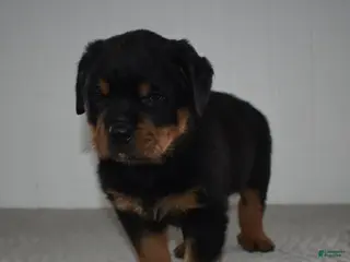 Rottweiler dogs Riley - Ad 2