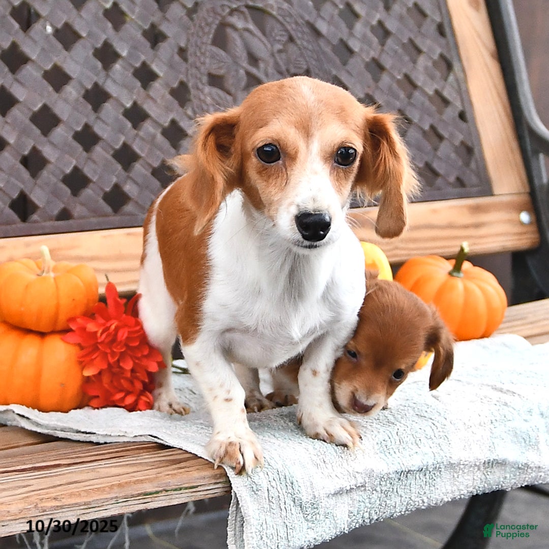 Rusty for sale in Rushville Lancaster Puppies
