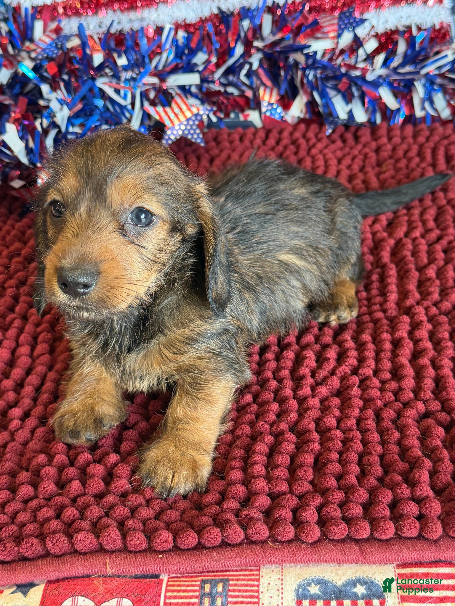 Dachshund dogs Sammy Wire - Ad 3
