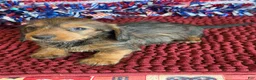 Dachshund dogs for sale: Sammy Wire - Ad 1