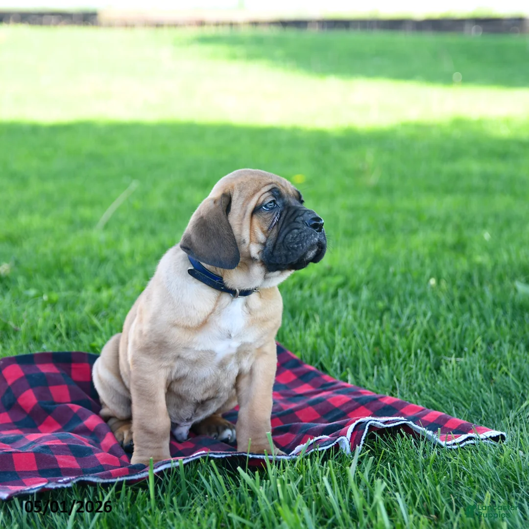 Cane Corso dogs for sale: Ivan - Ad 3