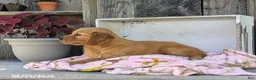 Golden Retriever dogs for sale: Chloe - Ad 3