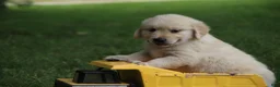Golden Retriever dogs for sale: Golden Retriever 1 - Ad 4