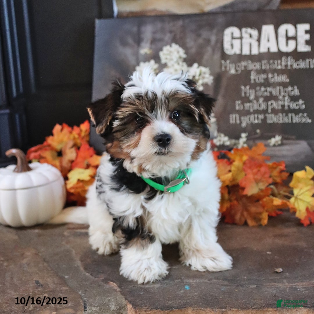 Biewer Terrier dogs for sale: Prince   - Ad 2