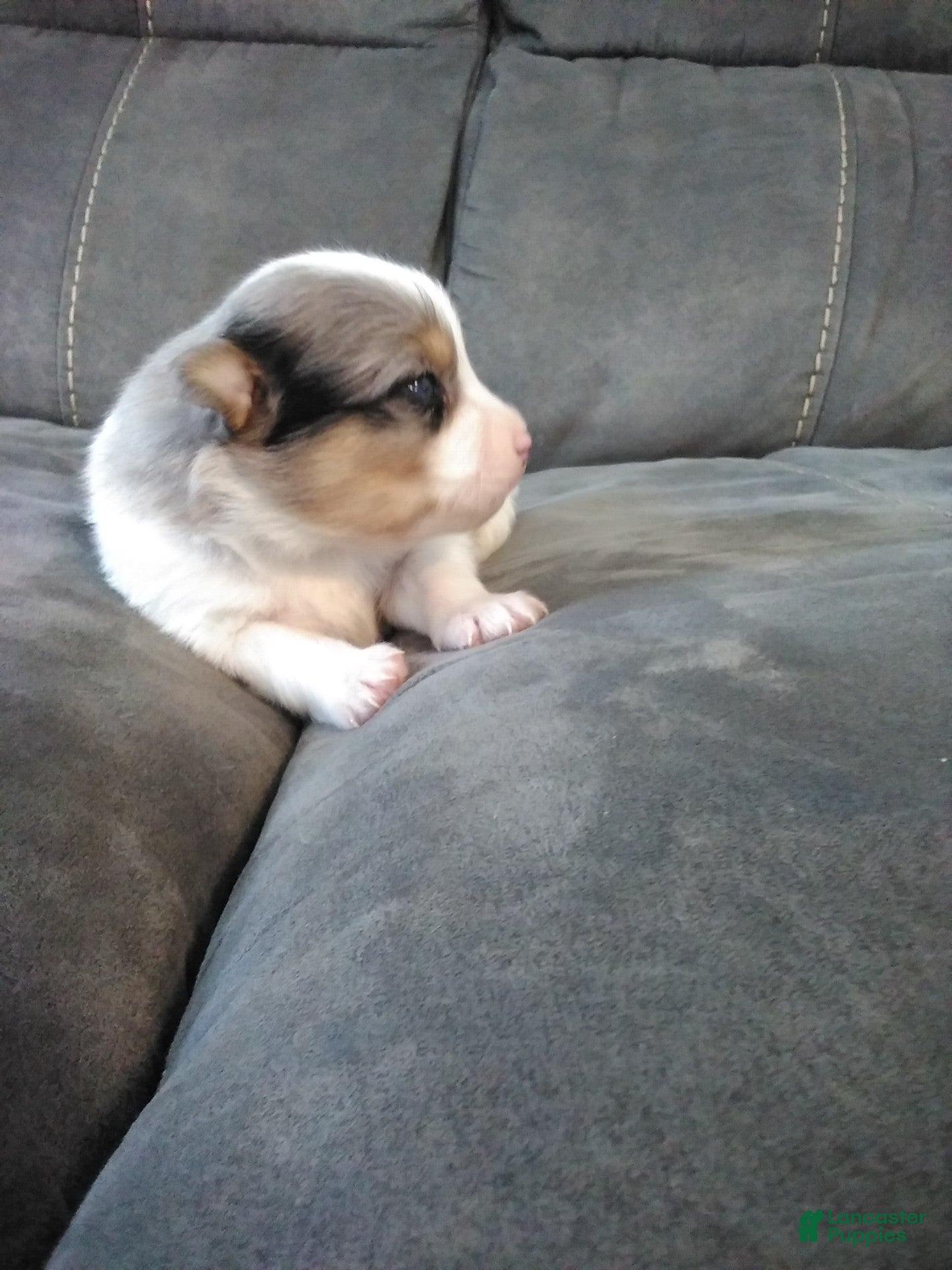 Pomsky dogs jax - Ad 2