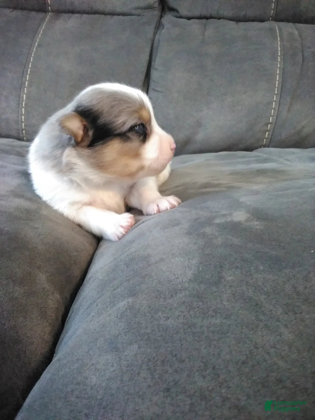 Pomsky dogs for sale: jax - Ad 2