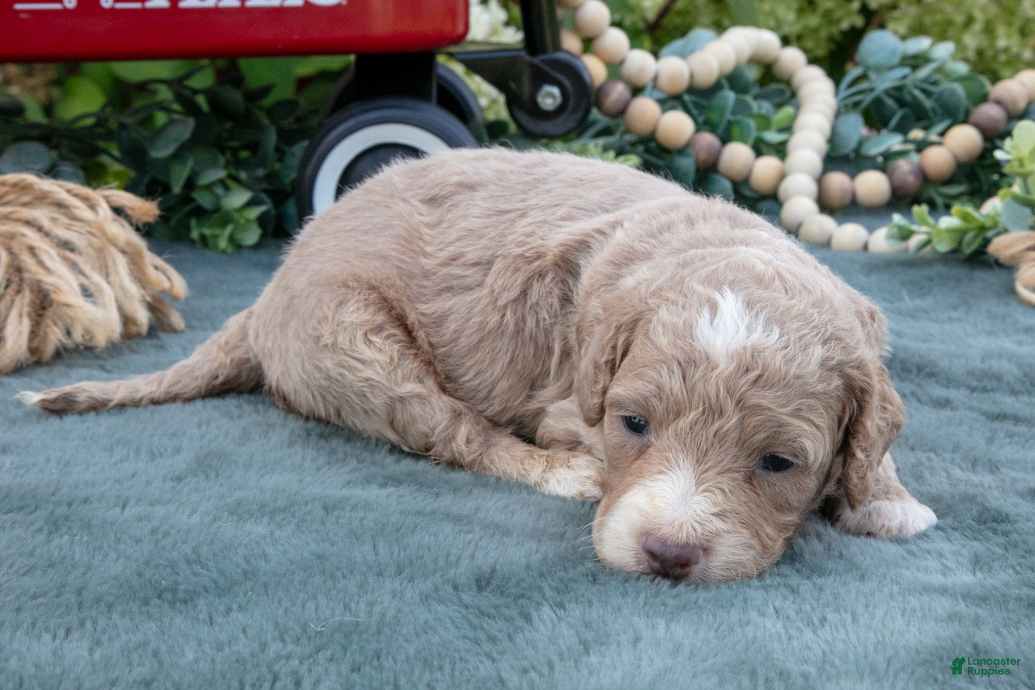 Mini Goldendoodle dogs Bono - Ad 2