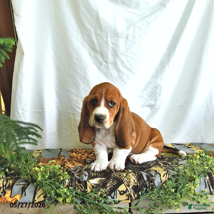 Basset Hound dogs Dexter - Ad 1