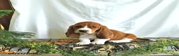 Basset Hound dogs for sale: Dexter - Ad 1