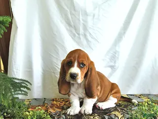 Basset Hound dogs for sale: Dexter - Ad 1