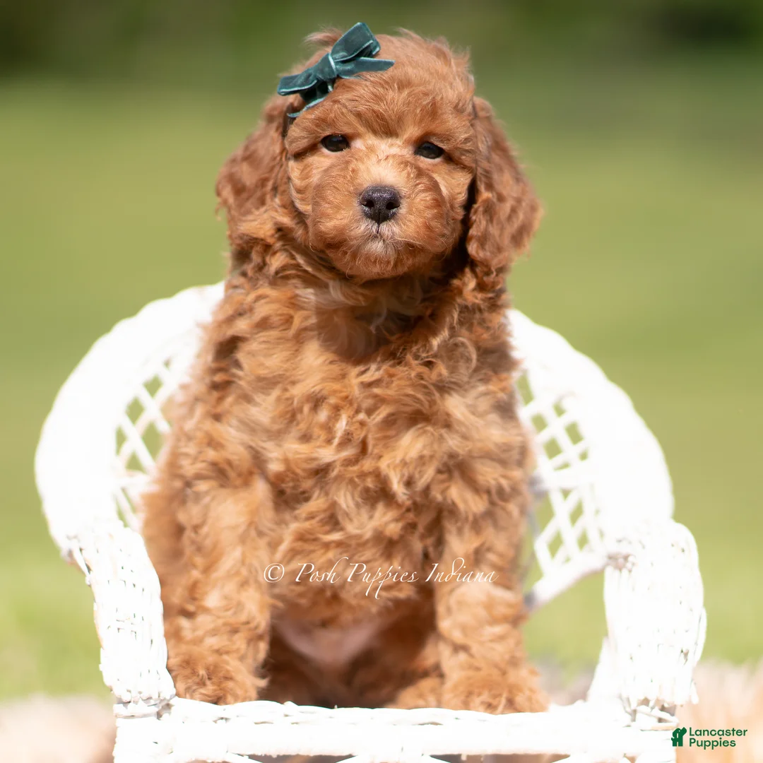 Toy Poodle dogs for sale: Rustle AKC - Ad 2