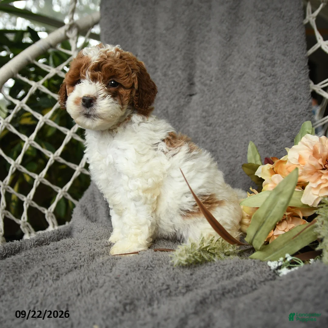 Goldendoodle dogs for sale: Gertie - Ad 1