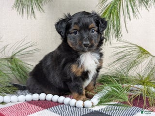 Toy Australian Shepherd dogs Bronson - Ad 4