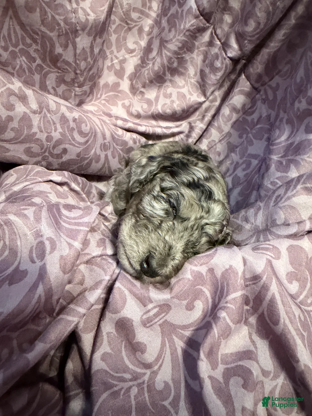 Mixed Breed dogs for sale: Cobweb - Ad 6