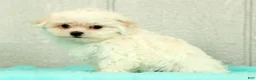 Maltese dogs for sale: Leo - Ad 7