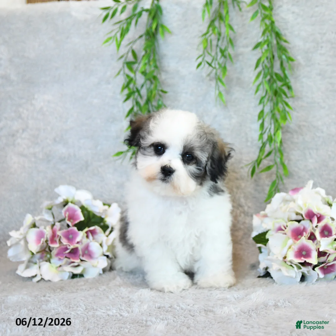 Teddy Bear dogs for sale: Lee - Ad 1