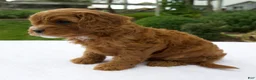 Cavapoo dogs for sale: Remington - Ad 5