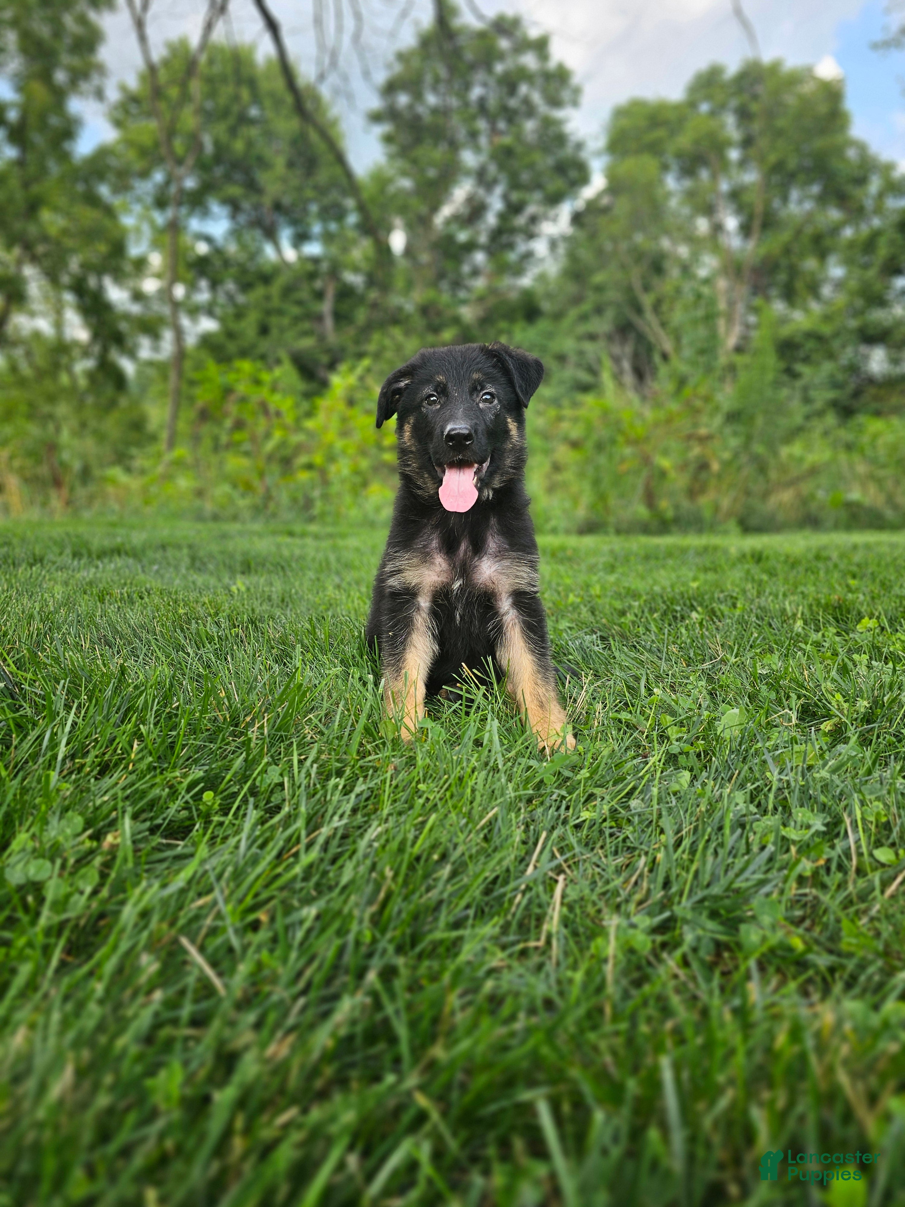 German Shepherd dogs Sally - Ad 1