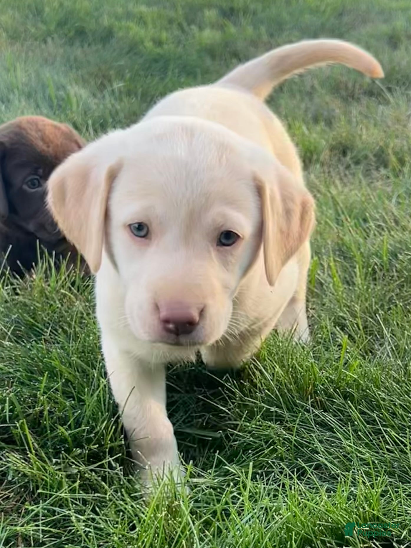 Labrador Retriever dogs Honey - Ad 2