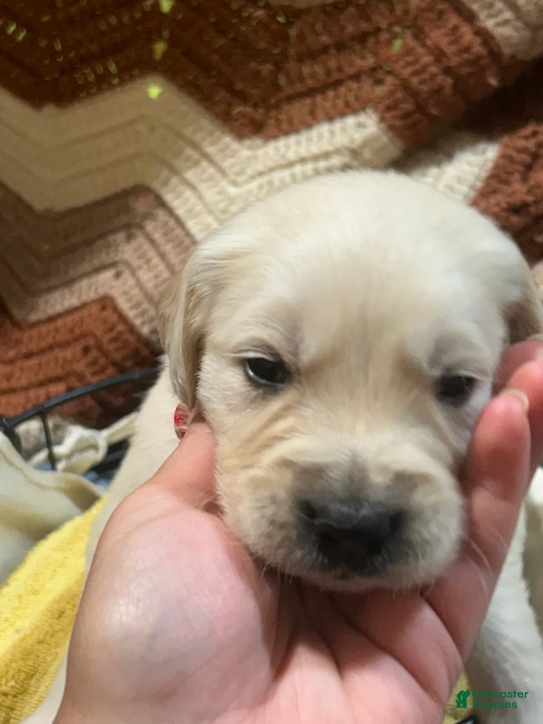 Golden Retriever dogs for sale: Red collar- Hercules  - Ad 2