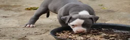 American Bully dogs for sale: King Kong - Ad 5