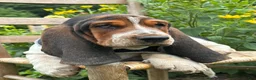 Basset Hound dogs for sale: Walter - Ad 13