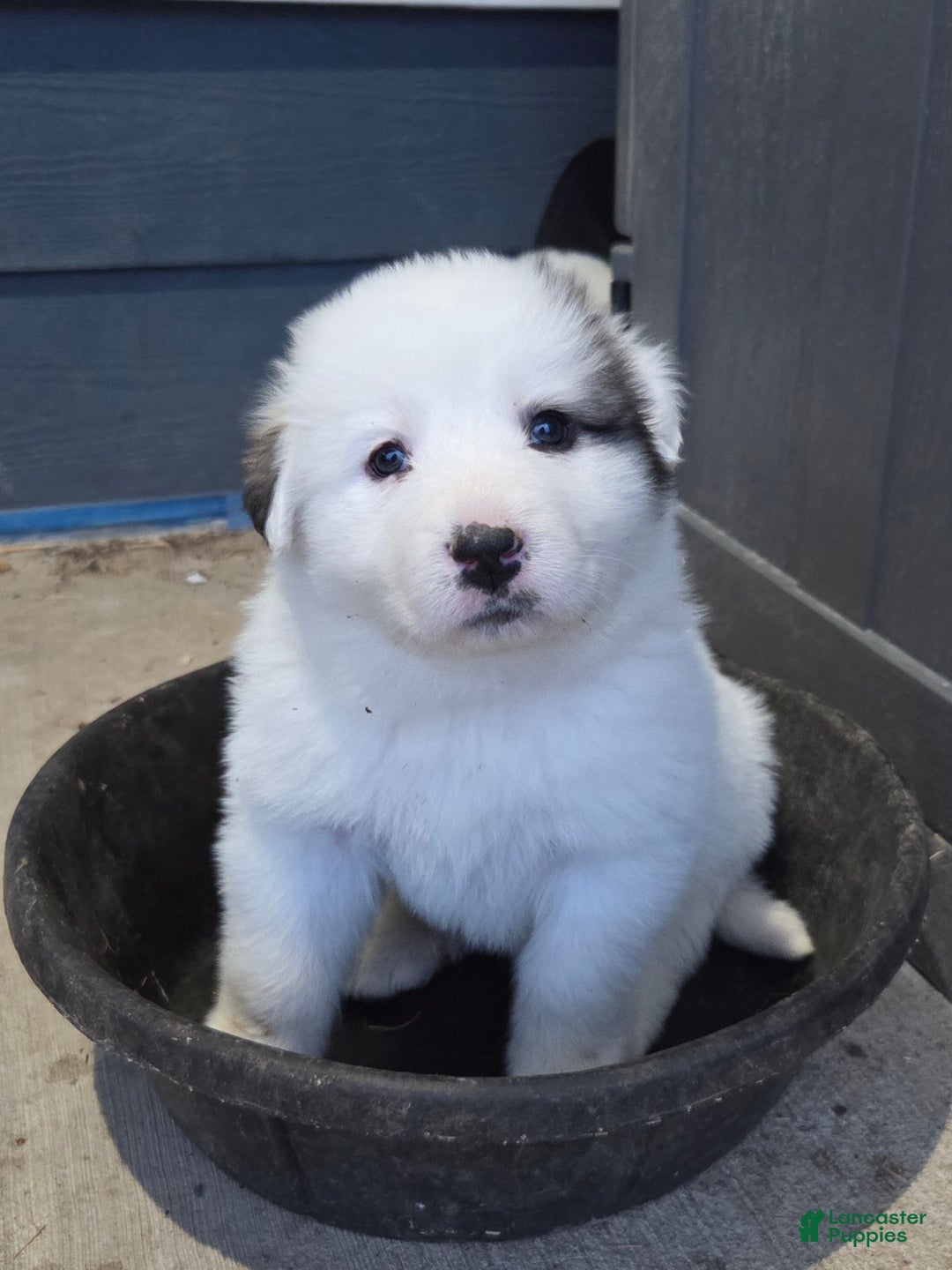 Great Pyrenees dogs for sale: Lucy - Ad 5