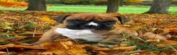 Boxer dogs for sale: Jett - Ad 6