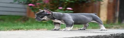 French Bulldog dogs for sale: French Bulldog 2 - Ad 9