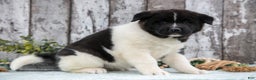 Akita dogs for sale: Corrine - Ad 3
