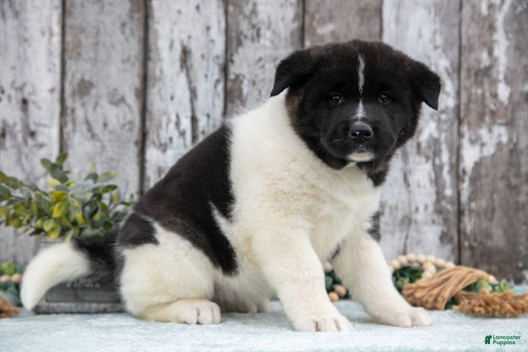 Akita dogs for sale: Corrine - Ad 3