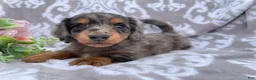 Miniature Dachshund dogs for sale: Flash - Ad 5
