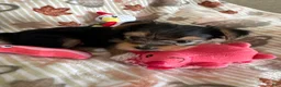 Yorkshire Terrier dogs for sale: Yorkshire Grey - Ad 8