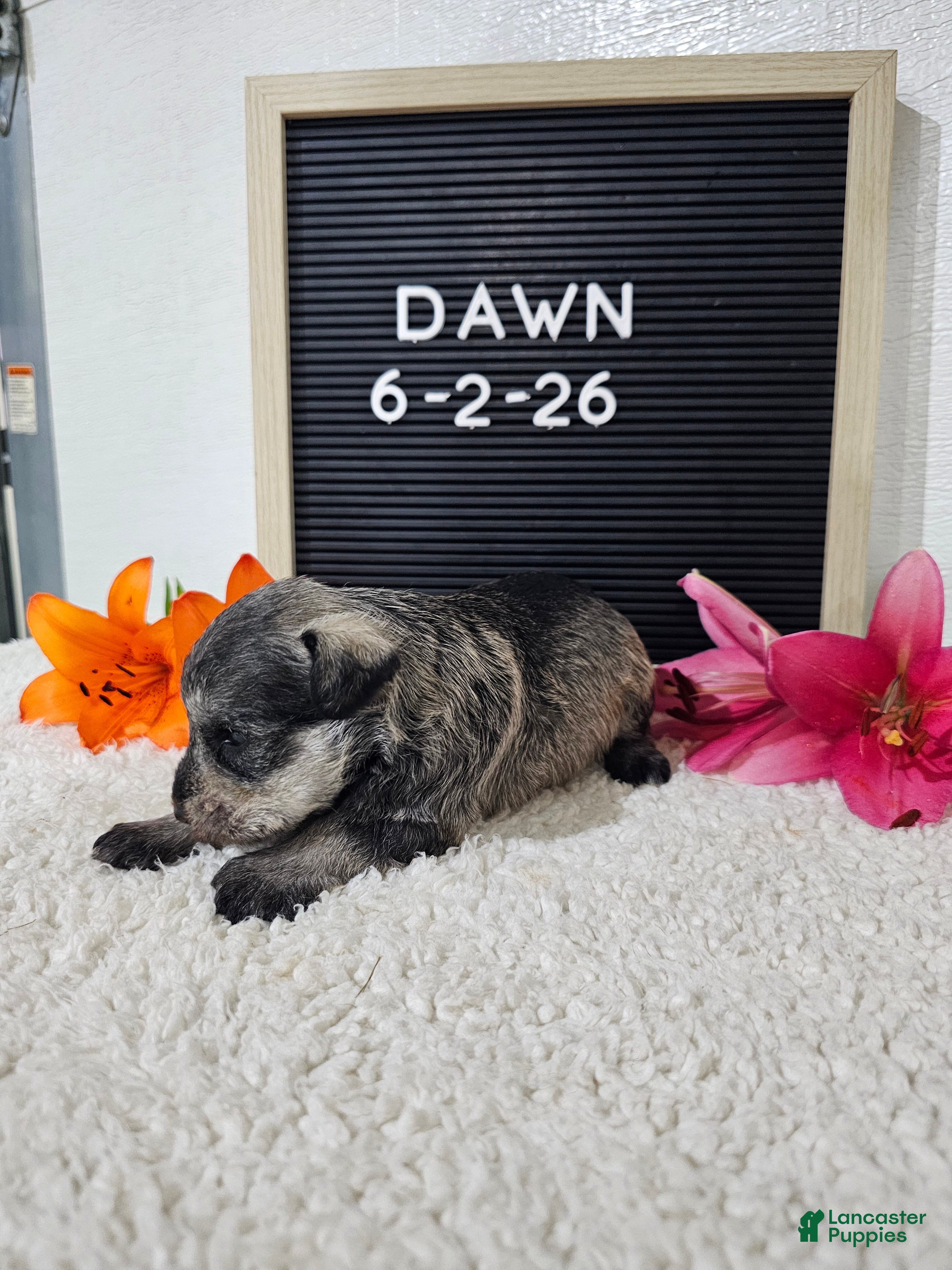 Miniature Schnauzer dogs Dawn - Ad 2