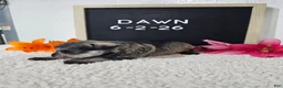 Miniature Schnauzer dogs for sale: Dawn - Ad 2