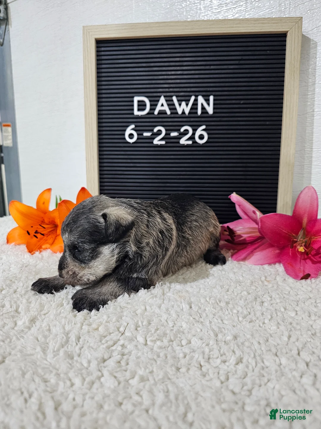 Miniature Schnauzer dogs for sale: Dawn - Ad 2
