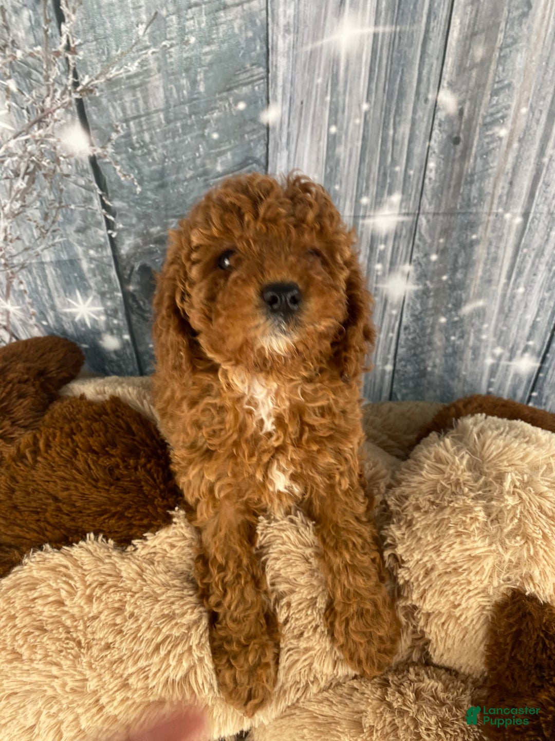 Miniature Poodle dogs for sale: Paisley - Ad 6