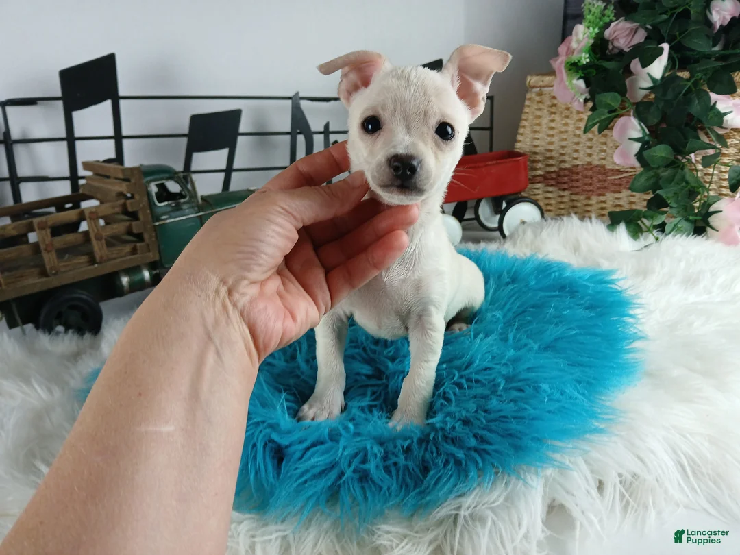 Chihuahua dogs for sale: Chihuahua white male, Nationwide delivery  - Ad 1